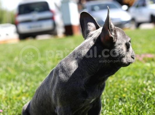 Blue French Bulldog Yavrular görsel