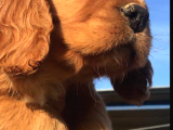Cocker Spaniel Bebeklerimiz Ailelerini Bekliyor