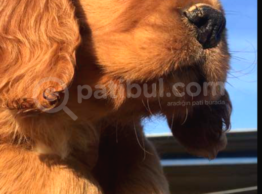 Cocker Spaniel Bebeklerimiz Ailelerini Bekliyor görsel