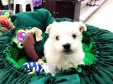 Terrier Yavrularımız