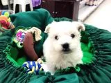 Terrier Yavrularımız