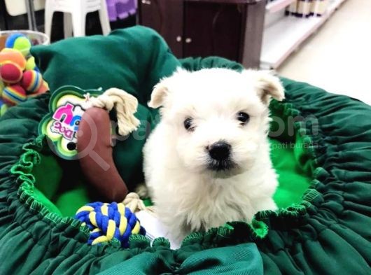 Terrier Yavrularımız görsel