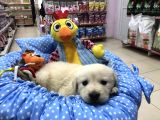Golden Retriever Yavrularımız