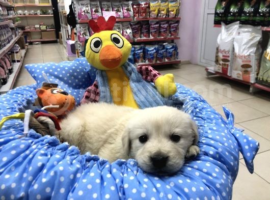 Golden Retriever Yavrularımız görsel