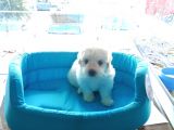 Terrier Yavrularımız
