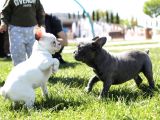 Blue French Bulldog Yavrular