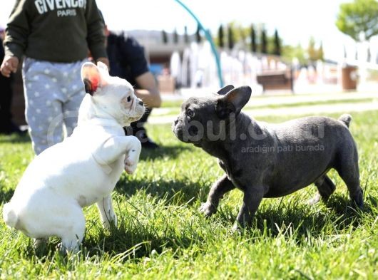 Blue French Bulldog Yavrular görsel