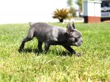 Blue French Bulldog Yavrular