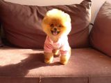 8 Aylık Dişi Pomeranian İzmir