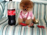 8 Aylık Dişi Pomeranian İzmir