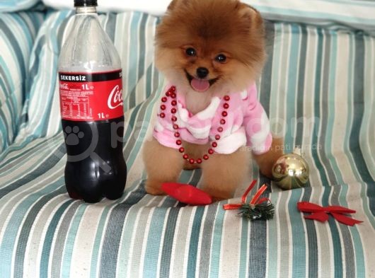 8 Aylık Dişi Pomeranian İzmir görsel