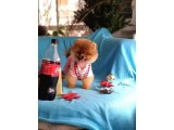 8 Aylık Dişi Pomeranian İzmir