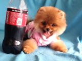 8 Aylık Dişi Pomeranian İzmir