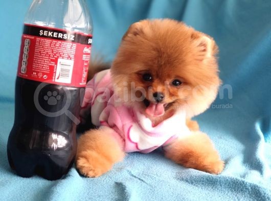 8 Aylık Dişi Pomeranian İzmir görsel