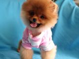 8 Aylık Dişi Pomeranian İzmir