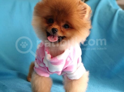 8 Aylık Dişi Pomeranian İzmir görsel