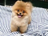 8 Aylık Dişi Pomeranian İzmir