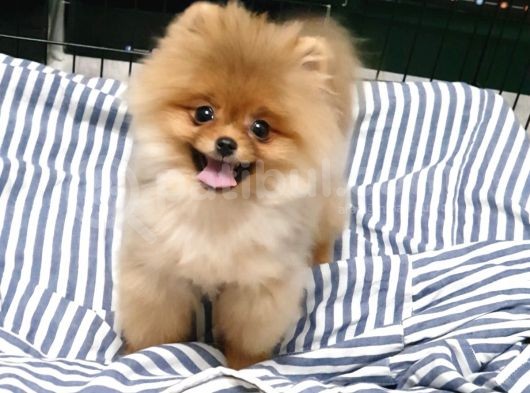 8 Aylık Dişi Pomeranian İzmir görsel