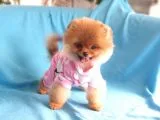 8 Aylık Dişi Pomeranian İzmir