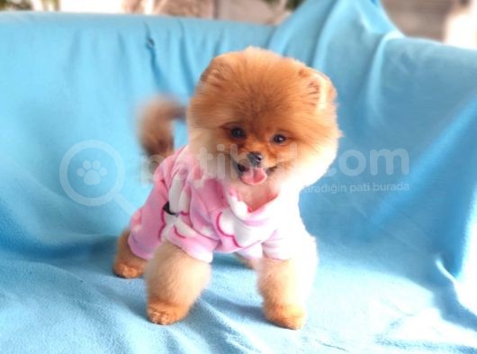 8 Aylık Dişi Pomeranian İzmir görsel