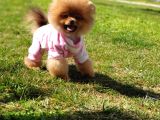 8 Aylık Dişi Pomeranian İzmir