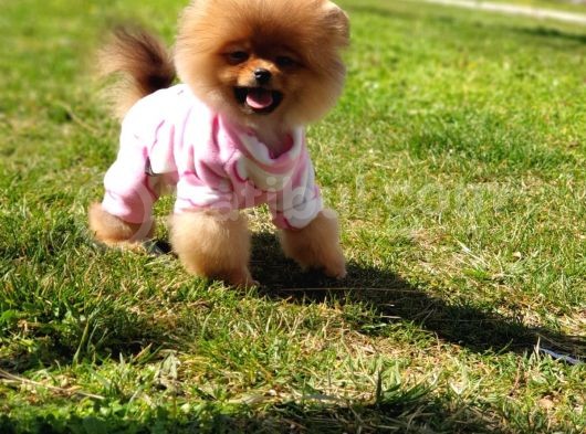 8 Aylık Dişi Pomeranian İzmir görsel