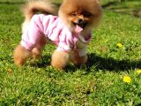 8 Aylık Dişi Pomeranian İzmir