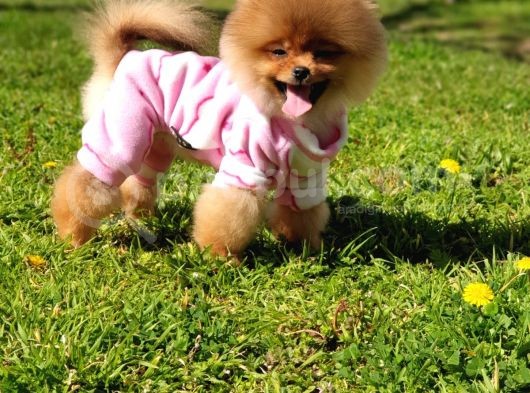 8 Aylık Dişi Pomeranian İzmir görsel
