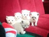 British Ve Scotisth Yavrular