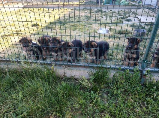 Şecereli Alman Çoban Yavrularımız görsel
