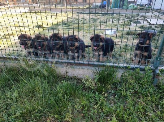 Şecereli Alman Çoban Yavrularımız görsel