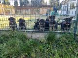 Şecereli Alman Çoban Yavrularımız
