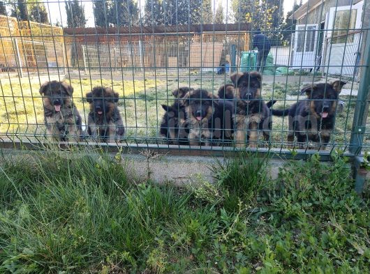 Şecereli Alman Çoban Yavrularımız görsel