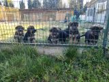 Şecereli Alman Çoban Yavrularımız