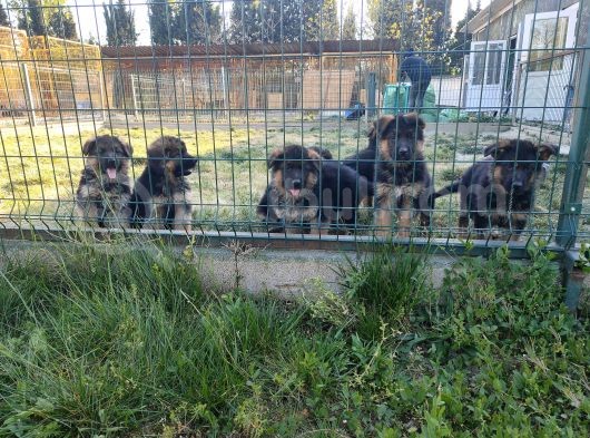 Şecereli Alman Çoban Yavrularımız görsel