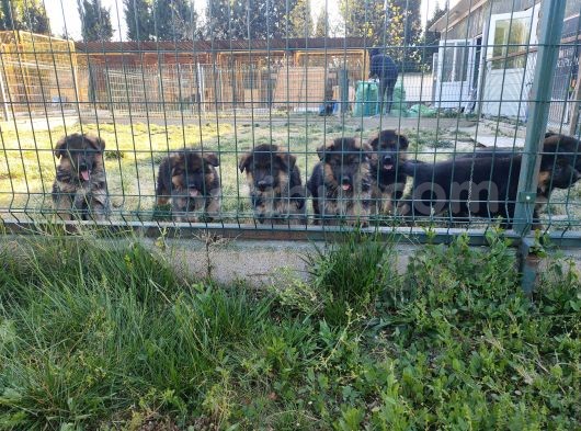 Şecereli Alman Çoban Yavrularımız görsel