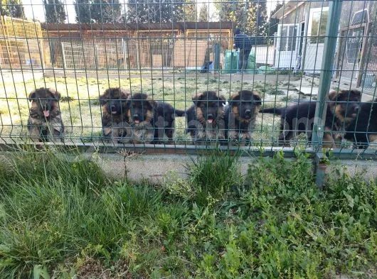 Şecereli Alman Çoban Yavrularımız