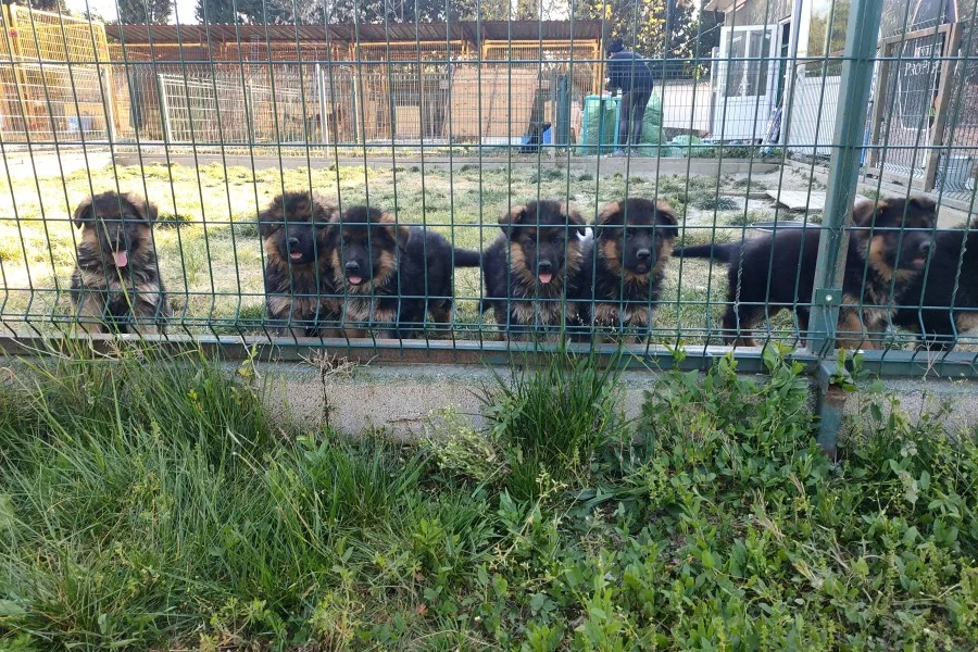 Şecereli Alman Çoban Yavrularımız