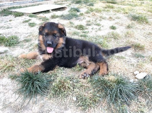 Şecereli Alman Çoban Yavrularımız görsel