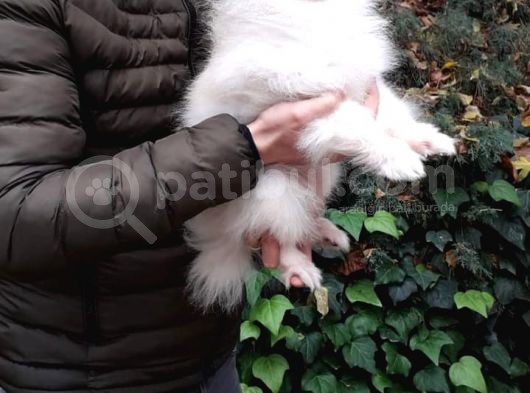 Tedy Bear Mükemmel Pomeranian görsel