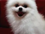 Tedy Bear Mükemmel Pomeranian