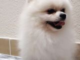 Tedy Bear Mükemmel Pomeranian