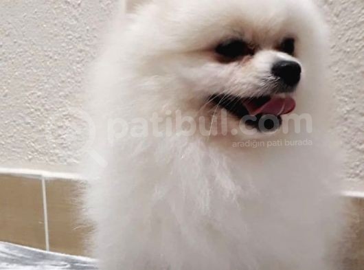 Tedy Bear Mükemmel Pomeranian görsel