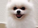 Tedy Bear Mükemmel Pomeranian
