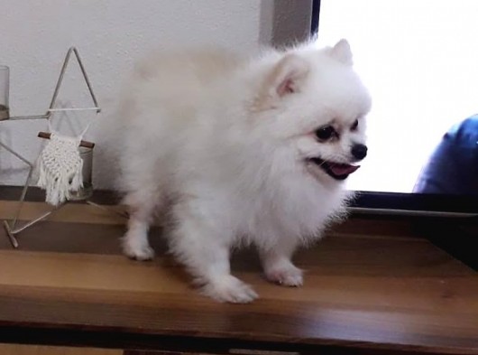 Tedy Bear Mükemmel Pomeranian görsel