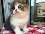 Masum  Yüzlü  Baby Cat