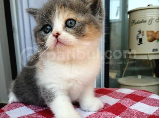 Masum  Yüzlü  Baby Cat görsel