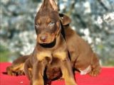 Doberman Yavrularım