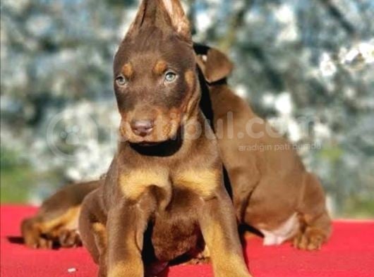 Doberman Yavrularım görsel