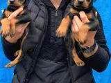 Doberman Yavrularım